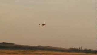 P 51D Mustang Low Level Pass and Flyby [upl. by Weslee405]