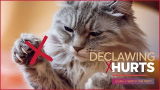 Why You Shouldn’t Declaw a Cat The Truth Revealed CatHealth Declawing PetCare [upl. by Ethelred]