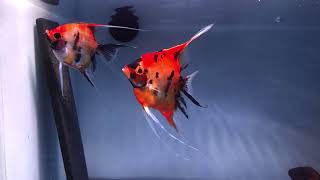 Proven Koi VeilTail Angelfish Pair 4097 [upl. by Sandi]