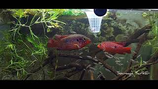 Red Jewel Cichlid tank II Adult and Fry feeding live food II Red Jewel Tank [upl. by Ligetti802]