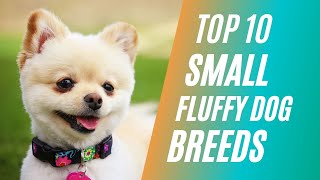 Top 10 Small Fluffy Dog Breeds For Pets [upl. by Sorcha101]