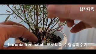 quot보로니아quot 3가지동시에 Catch Boronia [upl. by Aniroc]