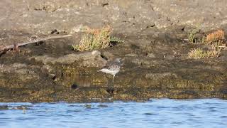 Grey Plover Pivieressa Pluvialis squatarola [upl. by Yer344]