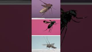 3 Amazing Flies in Flight [upl. by Guss]