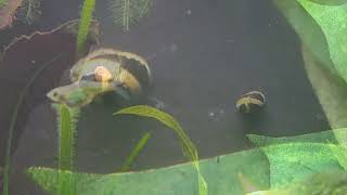 103024 My fat Kubotai Rasbora photobombing the snails [upl. by Ahsirak112]