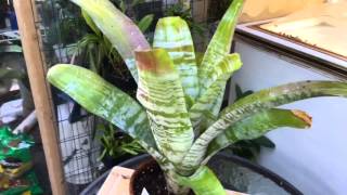 BROMELIAD CARE CHOOSING TO KEEP JUST ONE BROMEIAD PUP [upl. by Charin]