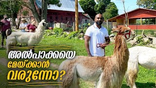 അമേരിക്കയിൽ ഇങ്ങനെയൊക്കെയാണ് കാശുണ്ടാക്കുന്നത്  How Americans make money through farm tourism [upl. by Yesoj]