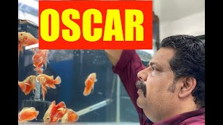 Oscar Fish Keeping  Oscar Fish Aquarium  Mayur Devs Tips for Oscar fish Keeping HD 1080p [upl. by Renee]