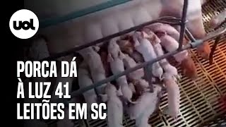 Porca dá à luz 41 filhotes após inseminação em Santa Catarina veja vídeo [upl. by Aniraad594]