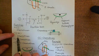 Introduction to Chemokines Part 3 [upl. by Ylatfen]