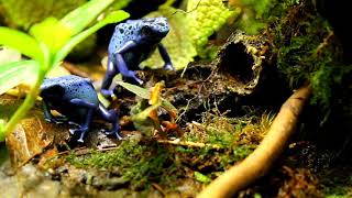 DTinctorius Azureus displaying courtship [upl. by Ankney]