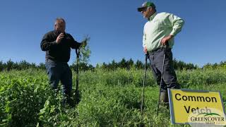 Common Vetch  Test Plots 2019 [upl. by Atem]