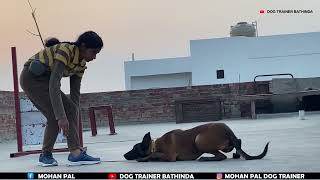 Belgium melanosis under training  Trainer Bhavna pal [upl. by Ahsiki]