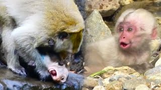 The baby monkeys cried loudly calling for their mother because they were bullied by the bad monkey [upl. by Eleph]