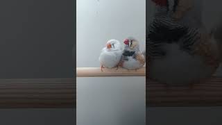 Verliefde zebravinken birds birdfeed zebrafinches funny nature sound relaxing [upl. by Nilam]