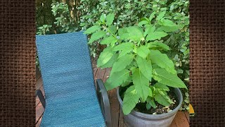 QampA – What is this plant in my flowerpot A Pokeweed [upl. by Vasquez]