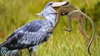 SHOEBILL STORK ─ The Jurassic Master Hunter of The Wetlands Shoebill vs Lungfish [upl. by Nyloc684]