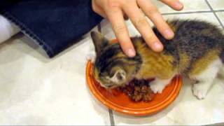 Kitten VERY Protective of her Food [upl. by Staci]