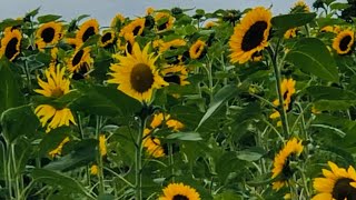 Trip to tulleys sunflower farm 2024 [upl. by Tomlinson542]