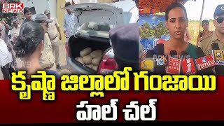 కృష్ణా జిల్లాలో గంజాయి హల్ చల్  Ganja seized In AP Krishna District  BRK News Digital [upl. by Annayrb]