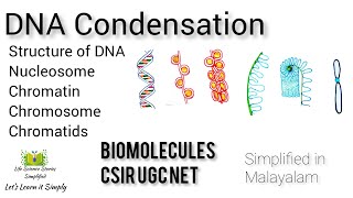 Structure of DNA  DNA condensation  csir ugc net life science  simplified in Malayalam [upl. by Hahcim59]