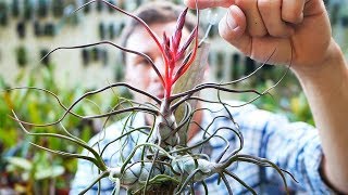 Tillandsia bulbosa  Tillandsien Pflege leicht gemacht [upl. by Wernda]