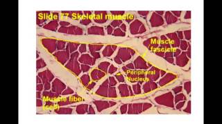 muscle histology [upl. by Armelda]