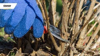 COME POTARE LORTENSIA  guida con consigli per la potatura [upl. by Gruchot]