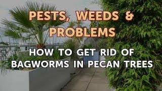 How to Get Rid of Bagworms in Pecan Trees [upl. by Aissatsan269]