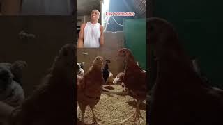 Vean a estas gallinitas el buen ritmo que tienen 🤣 comedia shorts [upl. by Ier]