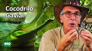 Viaje al Reino del Gavial  Gavialis gangeticus  Cocodrilos del Mundo [upl. by Gone]