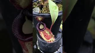 Nepenthes ampullaria x hamata BE3726 [upl. by Malcom]