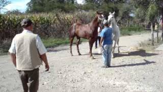 LA MAKILA DE ESTE CABALLO SE VENDE EN 300000 PESOS [upl. by Sibley934]