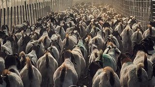 Boer Goat FARM South African [upl. by Wescott]