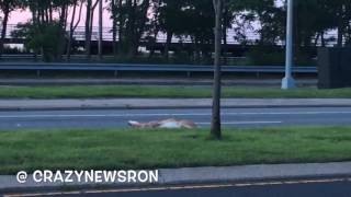 Deer Brutally Hit by CAR [upl. by Mcbride867]