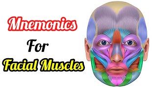 Facial Muscles mnemonics  Facial muscles anatomy 3d animation  How to learn facial muscles [upl. by Mharg]