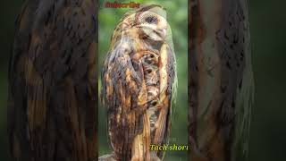 Mother owl help to little owl protect rin🦉Rain 🌧️birds trending [upl. by Eaver]