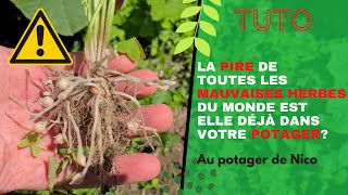 Connaissezvous la pire 😱 mauvaise herbe du potager Elle est chez moi comment lutter [upl. by Anpas]