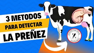 📢3 MÉTODOS PRÁCTICOS PARA SABER LA GESTACIÓN EN SUS VACAS🤩 [upl. by Yedok]