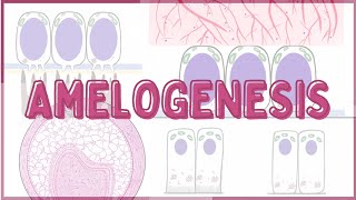 Amelogenesis [upl. by Sudhir]