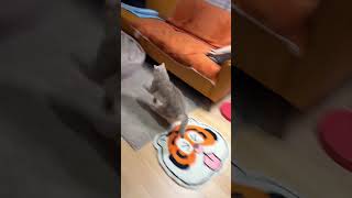 HILARIOUS Cat Compilation That Will Make Your Day Brighter in 2024 funnypets cats gatos cutecat [upl. by Ilyse313]