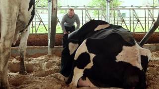 Discover Dairy How do cows make milk [upl. by Sral]