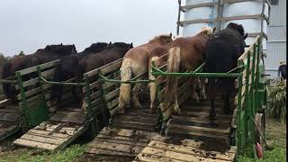 4 Treadmills powered by 8 horsesAmish Life [upl. by Leach]