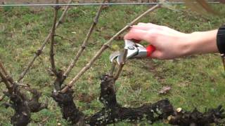 Spur Pruning Grapevinesmp4 [upl. by Airbmac]