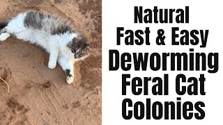 How to Deworm Feral Cat Colonies Barn Cats Fast Easy and All Natural [upl. by Leirvag205]