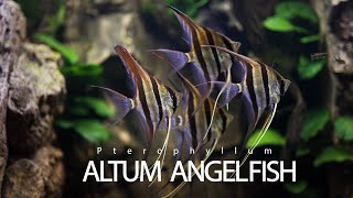 Altum Angelfish Aquarium  Altum Angelfish Tank [upl. by Eninej170]