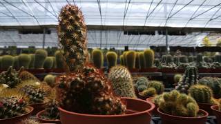 Mammillaria elongata DC var intertexta 沙漠植物 紅金司仙人掌 [upl. by Eniluj]