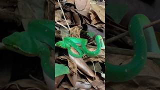 Nature  Waglers Pit Viper Genus Trimeresurus in Bukit Timah Nature Reserve pitvipers snake [upl. by Atrebla274]