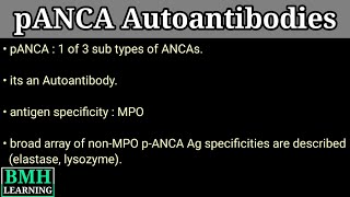 pANCA Antibody  Anti Neutrophilic Cytoplasmic Antibody [upl. by Raskind528]