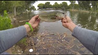 3 Bass Caught at Floyd Lamb Park  Las Vegas Urban Bass Fishing 5282014 [upl. by Nwavahs]